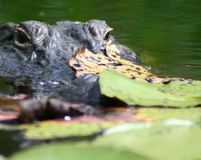 Guided Kayak Tour at Alligator River National Wildlife Refuge