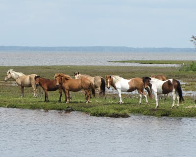 Ocean City Pony & Nature Cruise