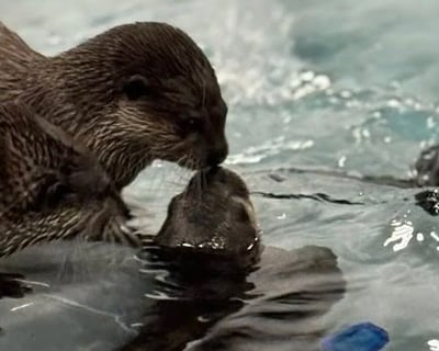 Otter Swim & Farm Tour in Bremen