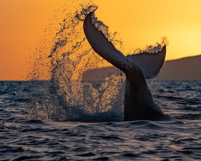 Maui Sunset Dinner Cruise and Whale Watch