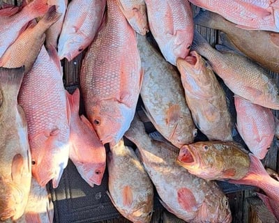 Deep Sea Fishing Charter in Clearwater