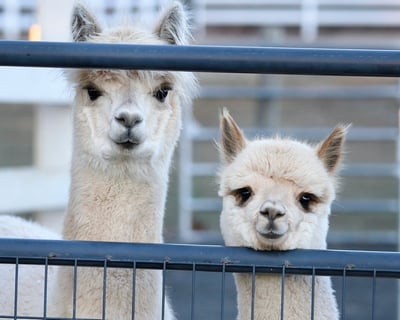 Guided Alpaca Farm Visit in Peapack