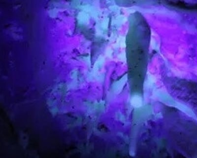 Guided Black Light Cave Tour in Dubuque