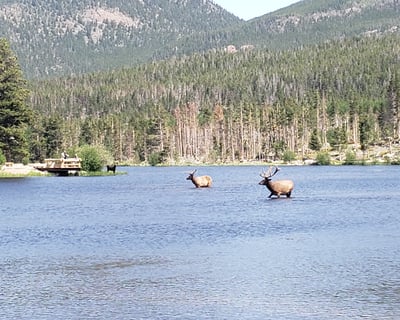 1-2 Hour Nature Walk in Rocky Mountain National Park