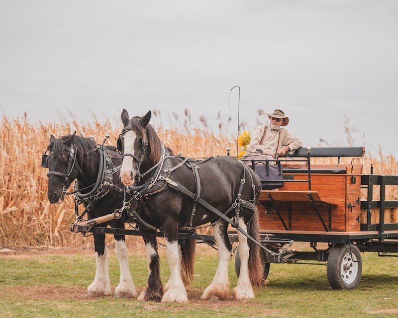 Kids Party at Curtis Orchard & Pumpkin Patch in Champaign