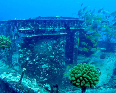 Maui Wreck & Reef Scuba Charter