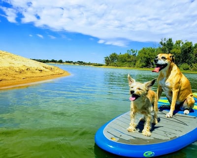Dog-Friendly Paddleboard & Kayak Rental in Little Elm