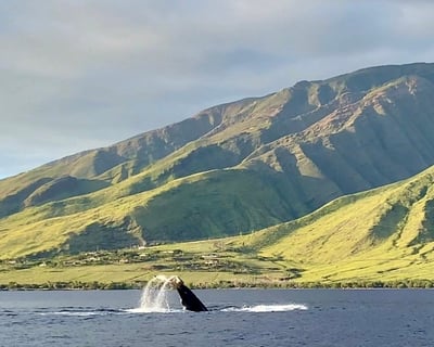 Maui Private Whale Watch Charter