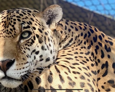 Big Cat Keeper Experience in Loxahatchee
