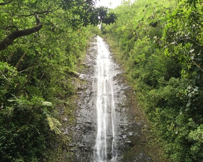 Manoa Falls Guided Rainforest Hike in Honolulu