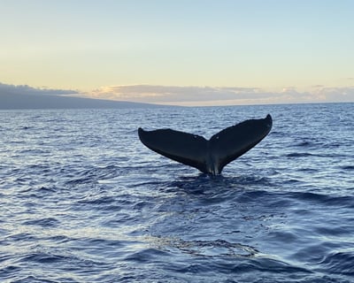 Whale Watching Cruise on the Kona Coast