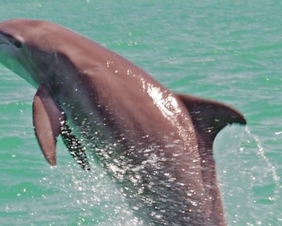 Key West Dolphin Watch Cruise