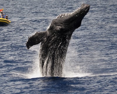 Maui 2-Hour Humpback Whale Watch