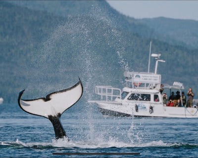 Orca Cove Sea Kayaking Tour From Ketchikan