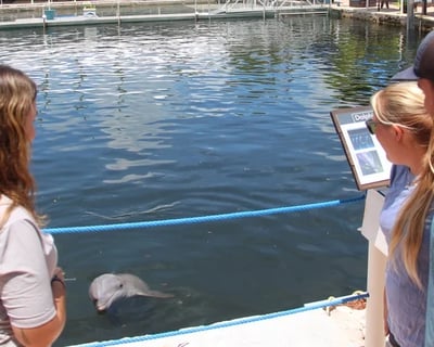 Explore Dolphins in Key Largo