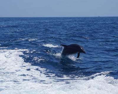 Dolphin & Sea Lion Tour From Avalon, Catalina Island