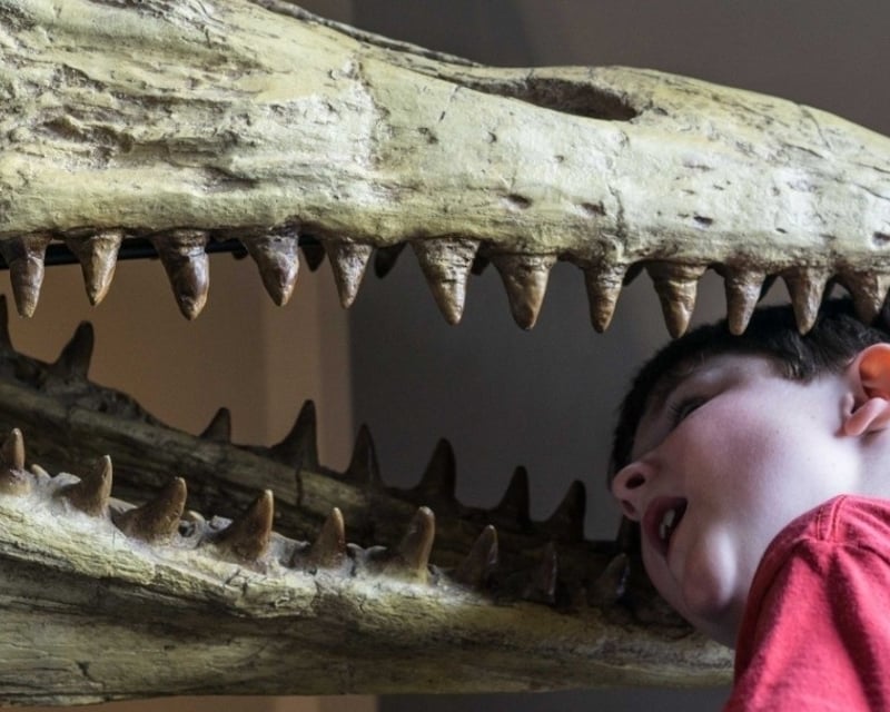 Private Ice Age Fossil Museum Tour in Chowchilla