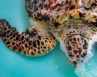 Sea Turtle Rescue Center Tour in Juno Beach