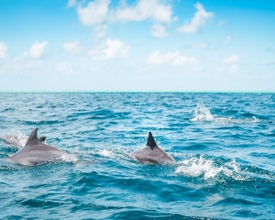 Shell Island Snorkeling & Dolphin Cruise