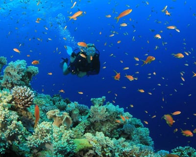 Wall Dive in La Parguera