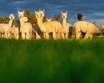 Alpaca Picnic in Bend