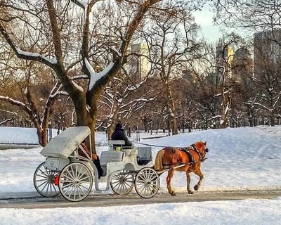 Central Park 1-Hour Horse Carriage Tour
