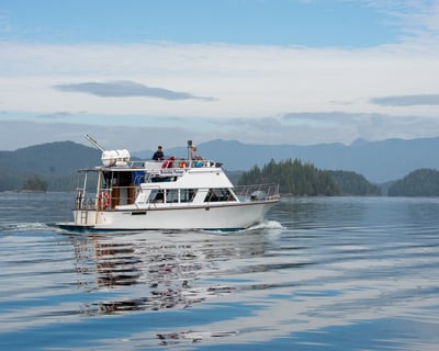 Bear Watching Cruise in Tofino