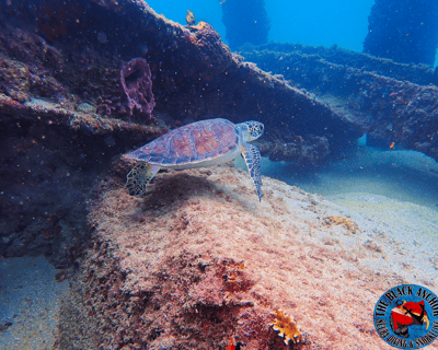 Two-Tank Guided Dive at Crash Boat Beach