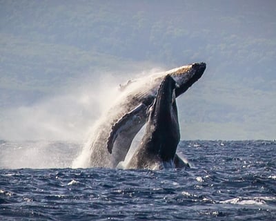 Ka'anapali Whale Watch with Open Bar & Guides