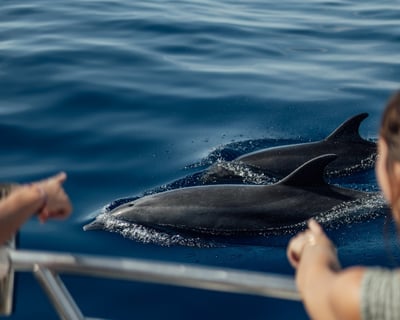 2-Hour Dolphin Search Cruise From Lahaina