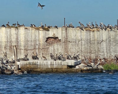 Marine Biologist Guided Nature Cruise in Charleston