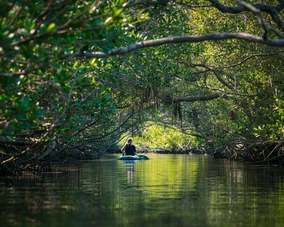 Guided Mangrove Tunnel Kayak Tour at Lido Key