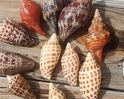 10,000 Islands Shelling Tour From Goodland