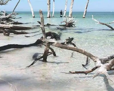 Longboat Key Kayak Tour with Dolphin Spotting