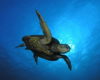 Explore Kauai on a 3-Tank Boat Dive