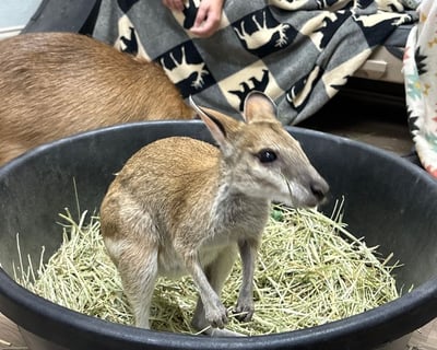 Wild Wonders Encounter