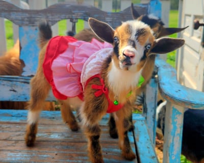 Goat & Farm Animal Encounter in Brookshire