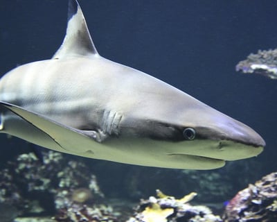 Destin Shark Fishing Charter