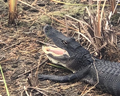 Explore the Everglades on a 2-Hour Airboat Tour