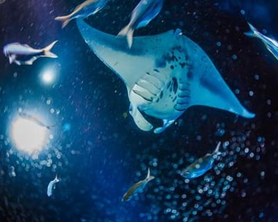 3-Hour Late Manta Ray Snorkel In Kailua-Kona
