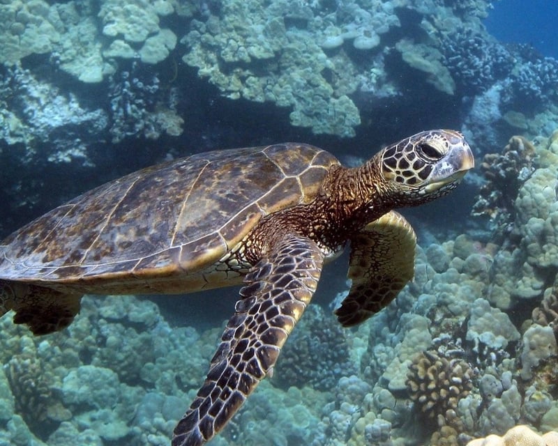 Ocean Safari Snorkeling Tour in Kona