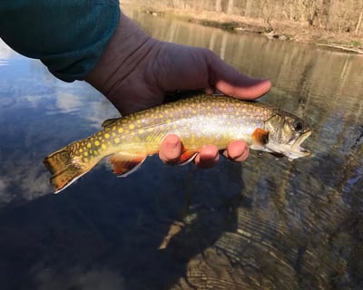 Newville Walk & Wade Trout Fly Fishing Trip