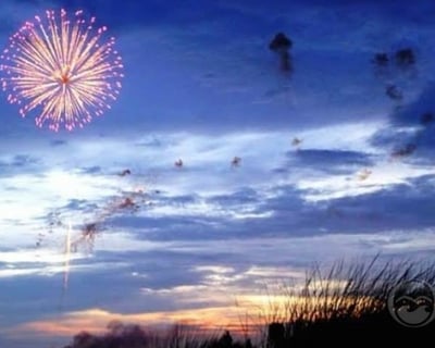 Shelter Cove Fireworks & Dolphin Boat Cruise