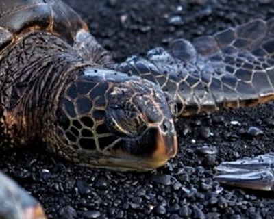 Guided Big Island Black Sand Beach & Volcanoes Tour
