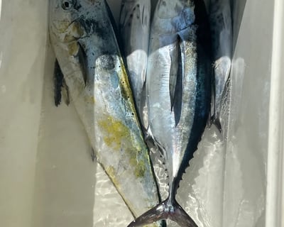 Marathon Fishing & Sandbar Charter