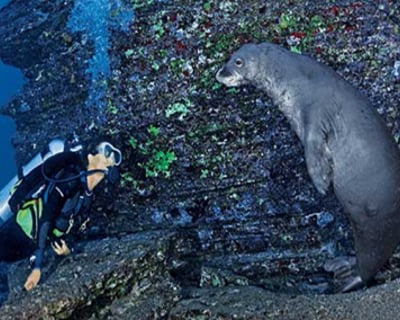 Dive Ni’ihau on a 12-Hour Charter