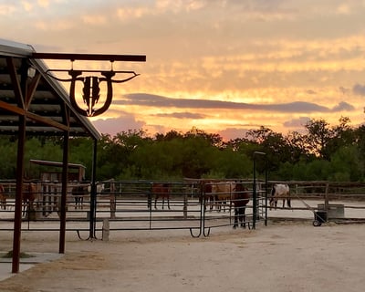 Meet Ranch Animals & Learn Ranch Life