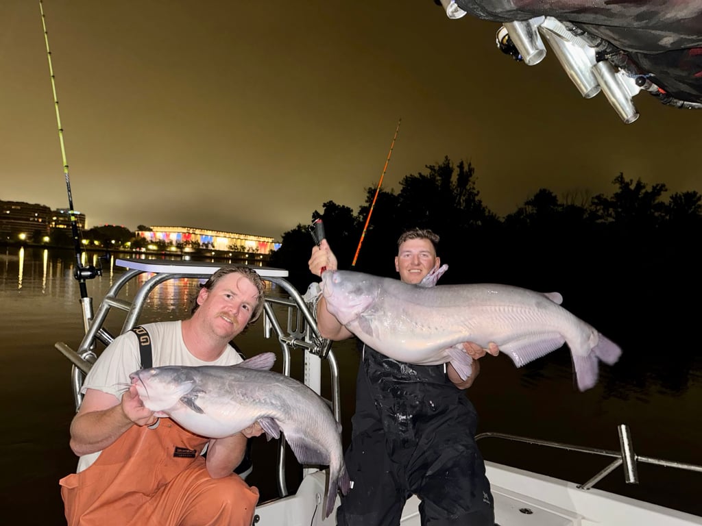 Catch Catfish Under the DC Skyline at Night
