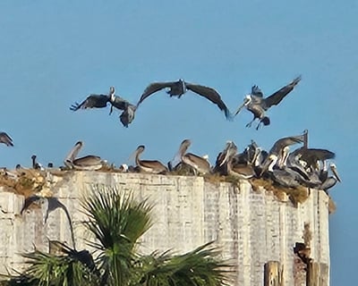 Charleston Dolphin & Seabird Boat Tour