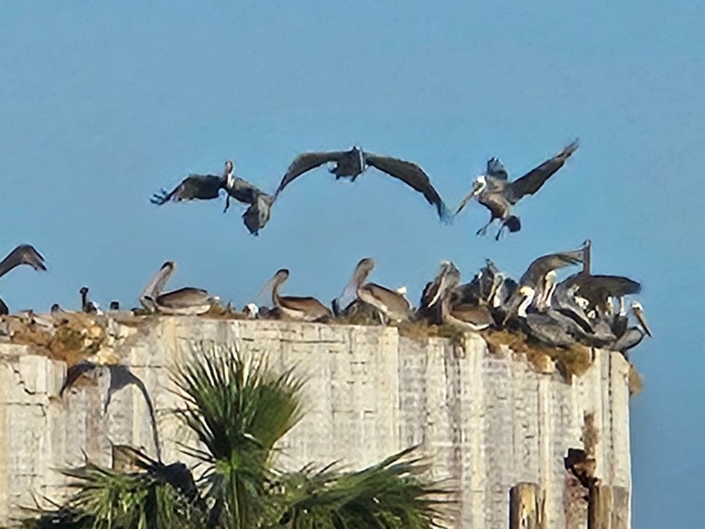 Charleston Dolphin & Seabird Boat Tour